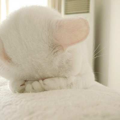 心理学-恋爱中的猫狗心理学